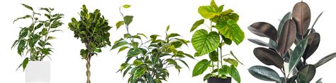 How To Care For Ficus Trees Beginners Plant Guide Planterina