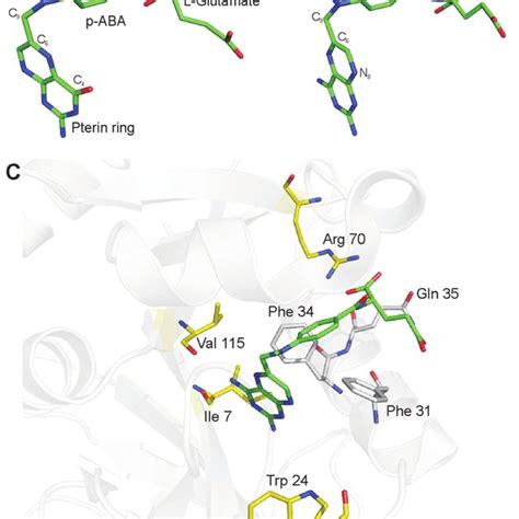 Structures Of A Folate Drf Pdb And B Mtx U Pdb Bound To