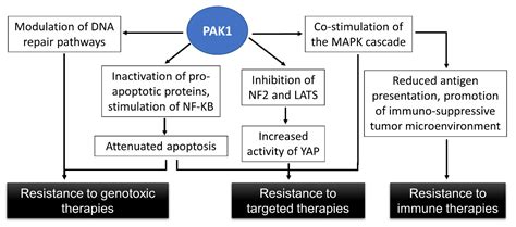 pak  therapy resistance  melanoma