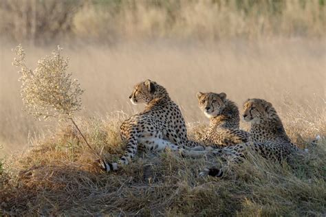 pentax presenting wildlife photography