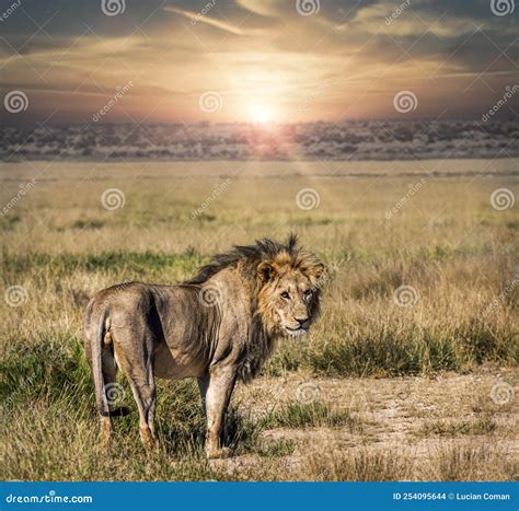 Young lion at sunset stock photo. Image of outdoor, scenic - 254095644