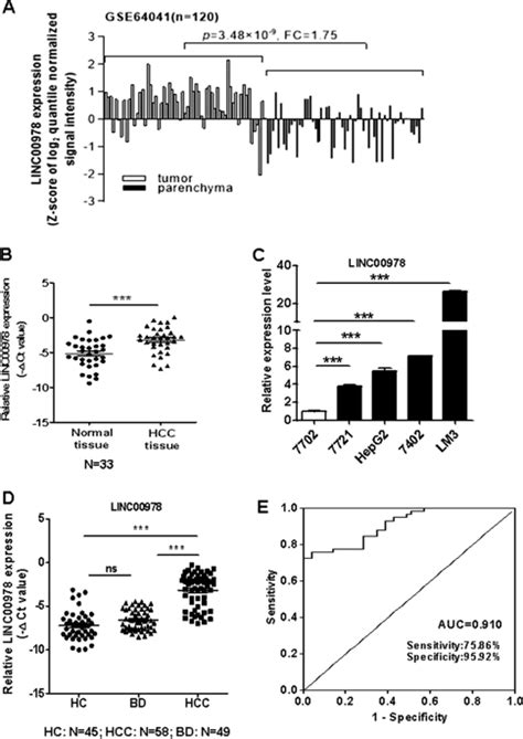 LINC00978 Promotes The Progression Of Hepatocellular Carcinoma By