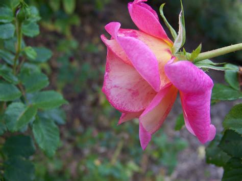 Роза Марлоу Фото И Описание – Telegraph