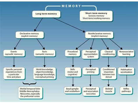 PPT - severe anterograde amnesia temporally graded retrograde amnesia ...