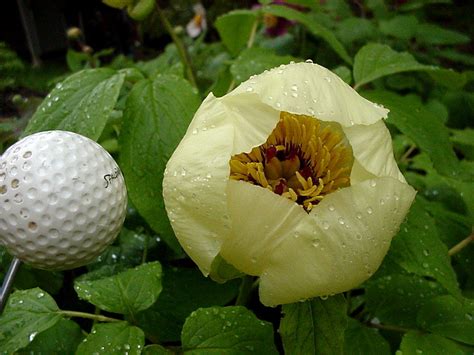 Peonies And The Rest A Giant Globeflower Paeonia Steveniana