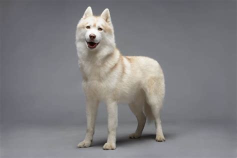 6 Questions About The White Husky Answered! - Animalso