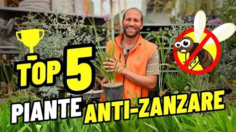 La Pianta Repellente Contro Le Zanzare Actualizado Dicembre 2024