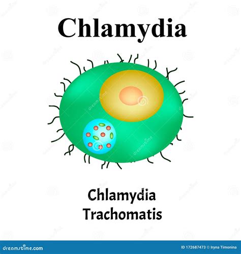 Clamidia Trachomatis Infezioni Batteriche Chlamydiosi Malattie