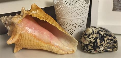 Cleaning And Polishing Your Conch Shells Mix Hot Tap Water With Bleach