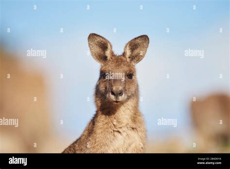 Canguros Gigantes Fotograf As E Im Genes De Alta Resoluci N Alamy