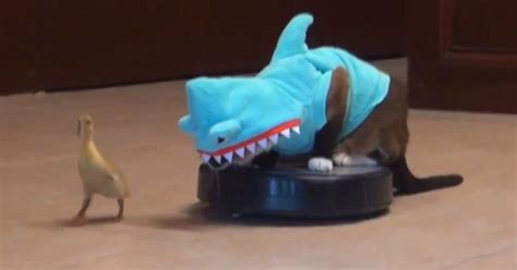 Cat In A Shark Costume Chases A Duck While Riding A Roomba Sick Chirpse