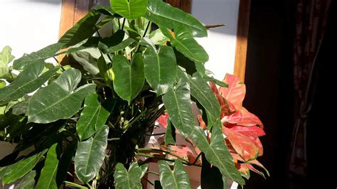 12 Different Types Of Philodendrons With Pictures Plantglossary