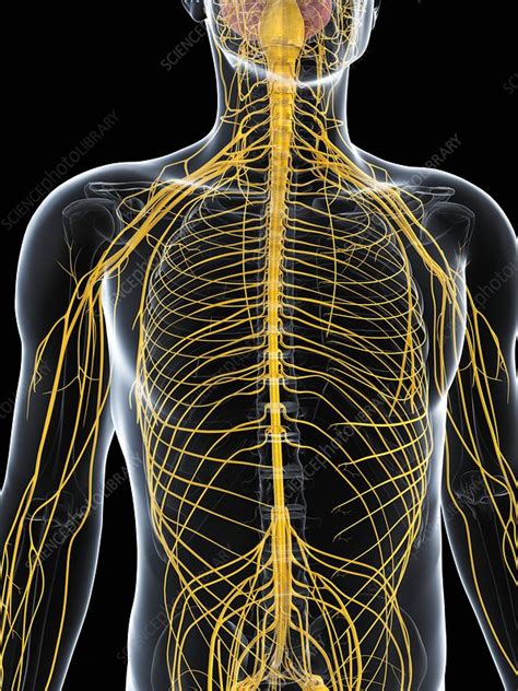 Male Nervous System Artwork Stock Image F0068452 Science Photo