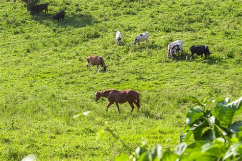 Kuda Sapi Penggembalaan Foto Gratis Di Pixabay Pixabay