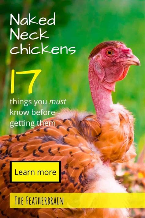 Considering Naked Neck Chickens The 17 Things You Must Know First Artofit