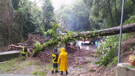 Albero Cade Sull Amalfitana Traffico Paralizzato All Altezza Di Maiori