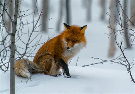 fuchs im schnee #1 Foto & Bild | tiere, wildlife, säugetiere Bilder auf fotocommunity