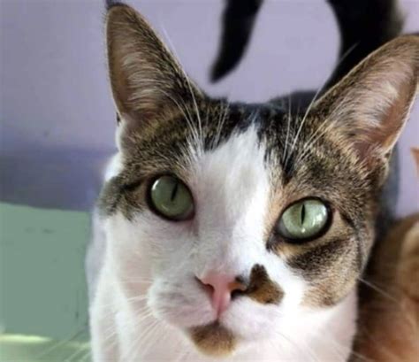 Whisker Wednesday Cat Of The Week At Arrr Rescue In Williston Nd