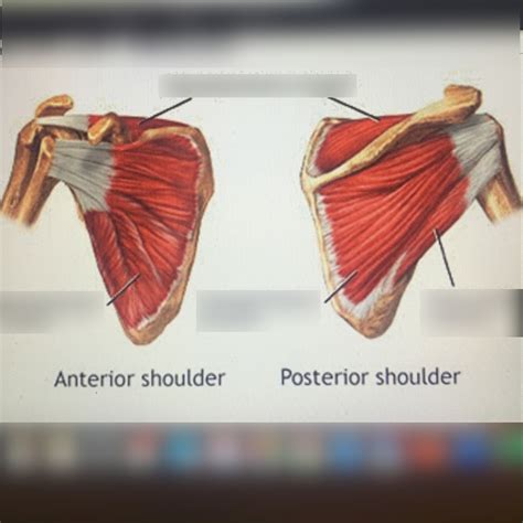 rotator cuff muscles diagram quizlet