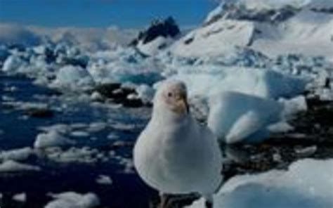 Voyage Antarctique Georgie Du Sud Terra Antarctica Expert Croisi Res