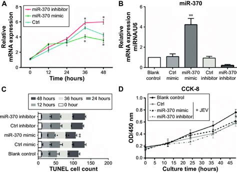 Mir 370 Mimic Inhibition Of Jev Replication A Endogenous Mir 370