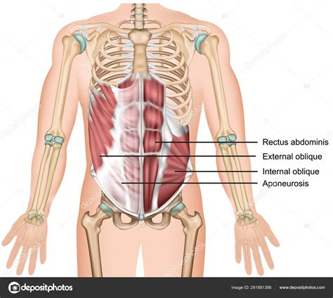 Oblique Abdominals Off