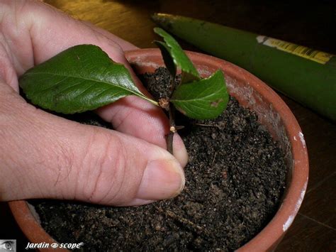 Comment Faire Des Boutures De Forsythia Quand Et Comment Faire Ses