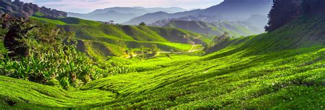 Cameron Highlands Day Trip From Kuala Lumpur Civitatis