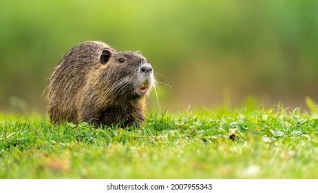 5,875 Coypu Images, Stock Photos & Vectors | Shutterstock