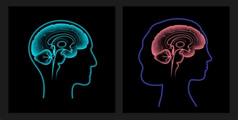 Brain 3d anatomy Royalty Free Vector Image - VectorStock