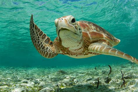 photo   day green sea turtle photo  christophe mason parker