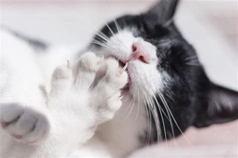 5 Fast Facts About Your Cat’s Claws - Catster