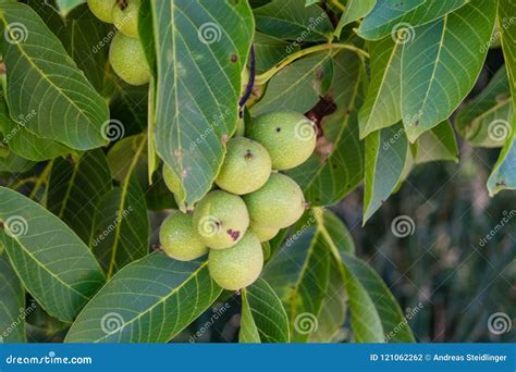 Green walnut tree stock photo. Image of juicy, healthy - 121062262