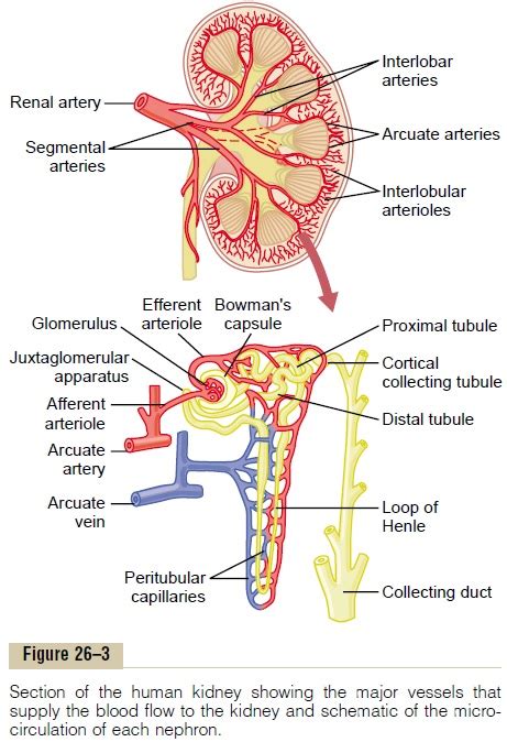 Renal Blood Supply