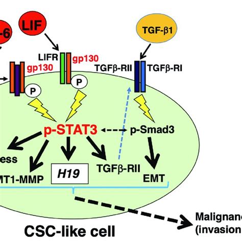 Autocrineparacrine Il 6 Or Lifgp130stat3 Pathways Regulate H19