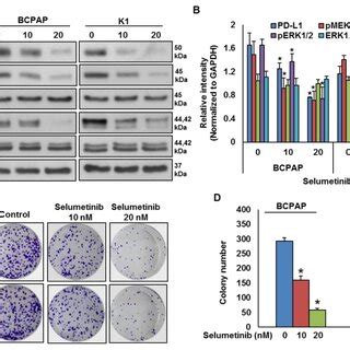 MEK Inhibition Downregulates PD L1 Expression And Decreases Cell