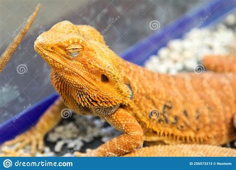 Iguana in cage stock image. Image of rough, closeup - 256573215