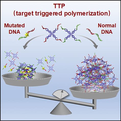 Target Triggered Polymerization Of Branched DNA Enables Enzyme Free And