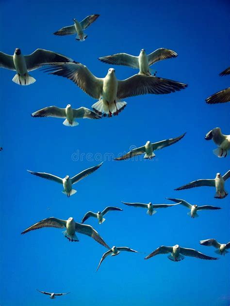 Aves Volando En El Cielo P Jaros Blancos Volando En El Cielo Azul