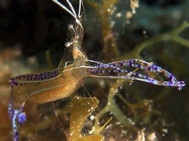 Pederson Cleaner Shrimp Ancylomenes Pedersoni Commensal Shrimps