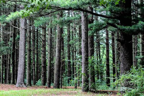 Under The Pines 3 Photograph by Doug Daniels | Fine Art America