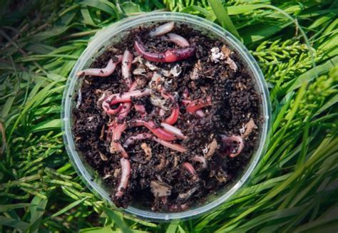 Worm Composting How To: A Step by Step Guide to Setting up a Worm Bin – Brothers Worm Farm