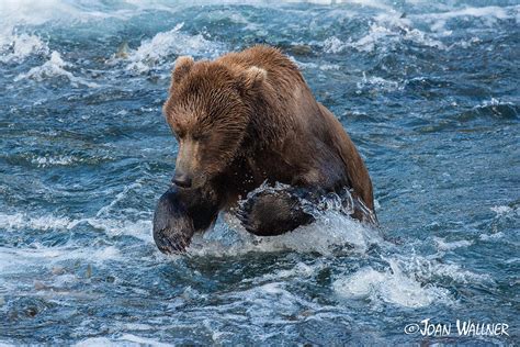 The grizzly plunge Photograph by Joan Wallner | Pixels