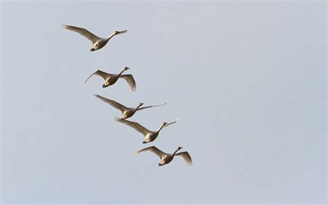 Tundra Swan Stock Photo Download Image Now Animal Wildlife Animals