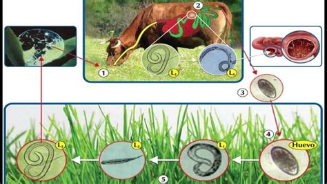 Nemátodos I Ciclo De Vida Repercusiones En El Individuo Y Coste De Tratamientos I Cucosta Youtube
