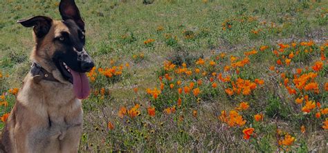 ABOUT US - Wild Canine Training