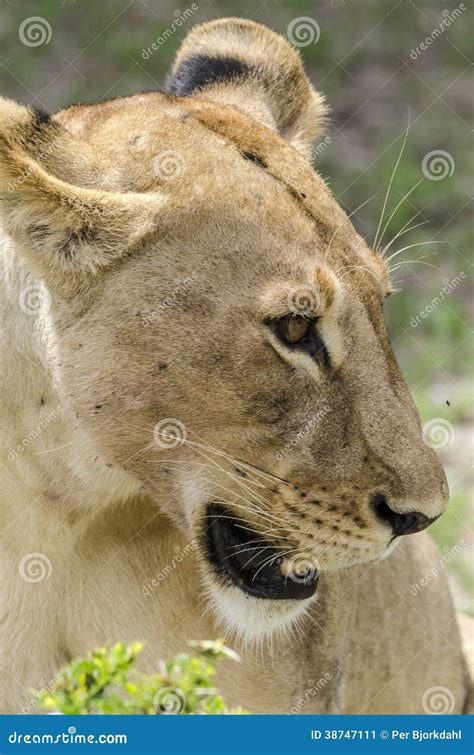 Lioness Portrait Stock Image Image Of Wild Lion Closeup 38747111