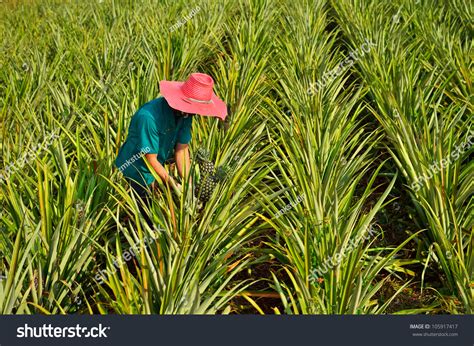 Farmer Harvesting Pineapple Farm Fruits Field Stock Photo 105917417