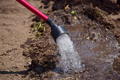 Watering-Seeds – Merrifield Garden Center