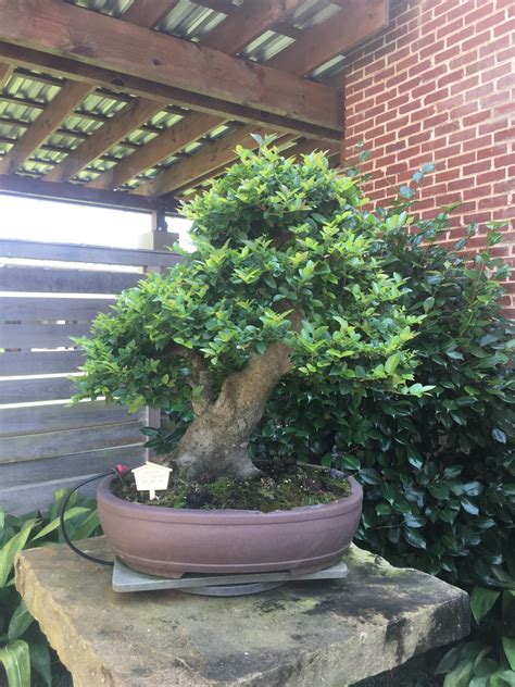 The bonsai collection at the Monastery of the Holy Spirit, Conyers Georgia – Adam's Art and ...